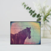 フェンスの後ろの馬 ポストカード (スタンド正面)