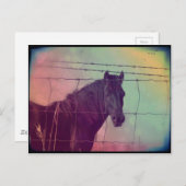 フェンスの後ろの馬 ポストカード (正面/裏面)