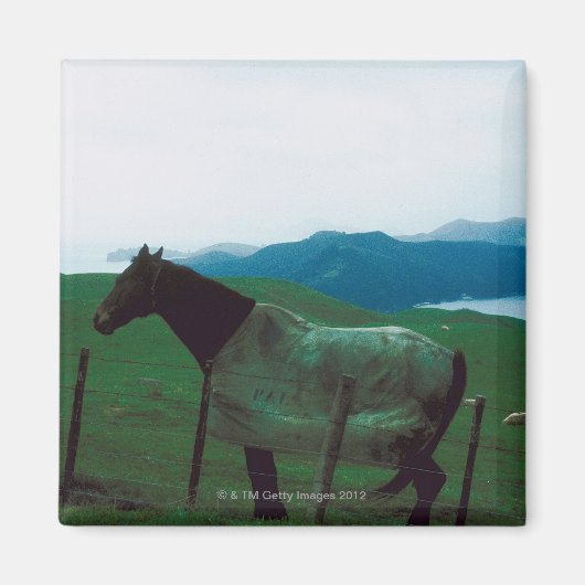 フェンスの後ろの馬 マグネット (正面)