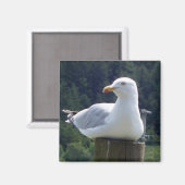 フェンスの柱で静かに休むカモメ マグネット (正面/裏面)