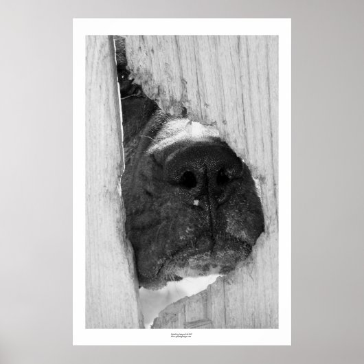 フェンスを通って ポスター (正面)