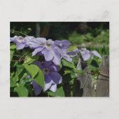 フェンスフラワーの紫色のクレマチス ポストカード (正面)