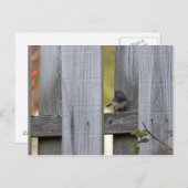 フェンスユンコ ポストカード (正面/裏面)