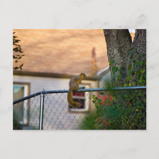 フェンスリス ポストカード