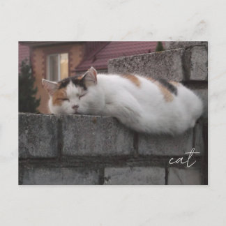 フェンス上の居心地の良い猫の美学写真ポストカード ポストカード