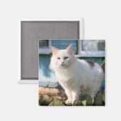 フェンス上の猫のポートレート マグネット (正面/裏面)