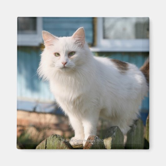 フェンス上の猫のポートレート マグネット (正面)