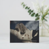 フェンス上の猫(18) ポストカード (スタンド正面)