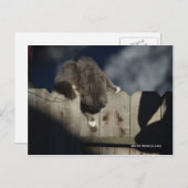 フェンス上の猫(18) ポストカード (正面/裏面)