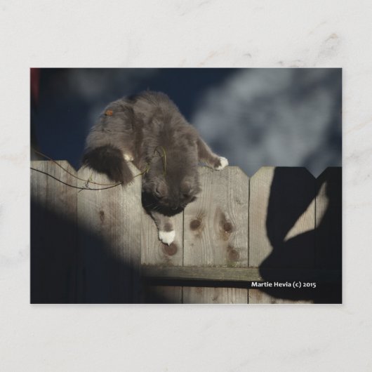 フェンス上の猫(18) ポストカード (正面)