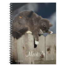 フェンス上の猫(9)