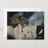 フェンス上の猫(9) ポストカード (正面/裏面)