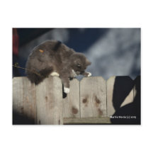 フェンス上の猫(9)