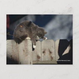フェンス上の猫(9) ポストカード