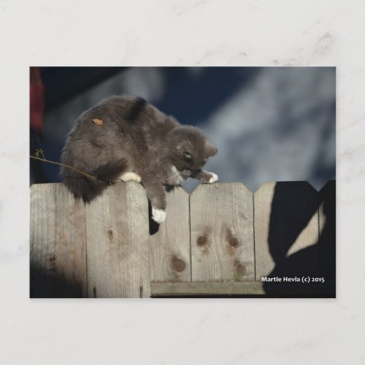 フェンス上の猫(9) ポストカード (正面)