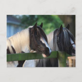 フェンス越しに見える2人のジプシー・ヴァンナーの馬 ポストカード (正面)