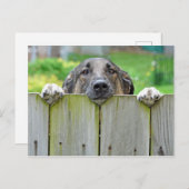 フェンス越しに見るドイツの羊飼い ポストカード (正面/裏面)