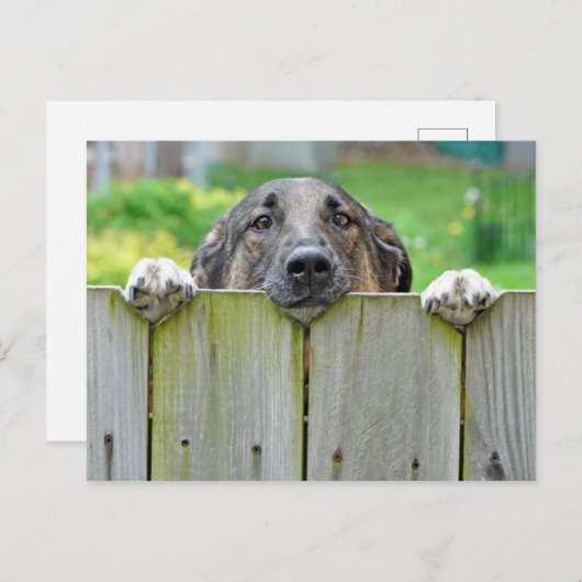 フェンス越しに見るドイツの羊飼い ポストカード (正面/裏面)