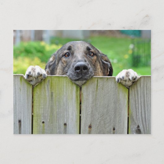 フェンス越しに見るドイツの羊飼い ポストカード (正面)