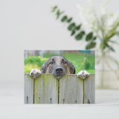 フェンス越しに見るドイツの羊飼い ポストカード (スタンド正面)