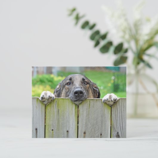 フェンス越しに見るドイツの羊飼い ポストカード (スタンド正面)