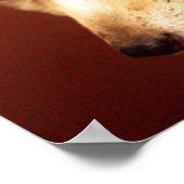 フェンネックキツネ ポスター (角)