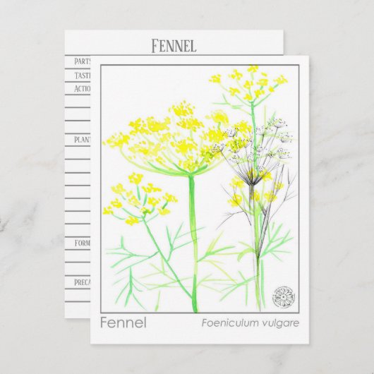 フェンネルマテリアメディカルハーブカード ポストカード (正面/裏面)