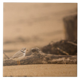 フエチドリの大きい(6" X 6")陶磁器の写真のタイル タイル