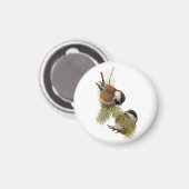 フエルテス栗の背の《鳥》アメリカゴガラ マグネット (正面/裏面)