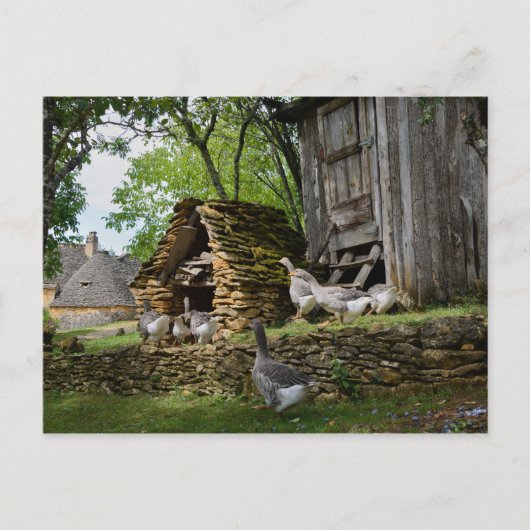 フォアグ伝統的ラのグース農場用葉書 ポストカード (正面)