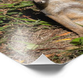 フォキシベビー フォトプリント            (角)