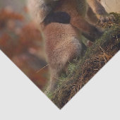 フォキシ三つ子 薄葉紙 (詳細)