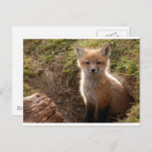 フォックスキット ポストカード (正面/裏面)