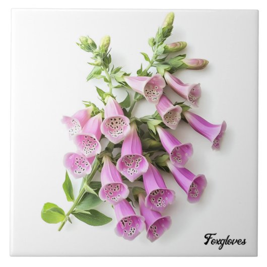 フォックスグローブ タイル (正面)