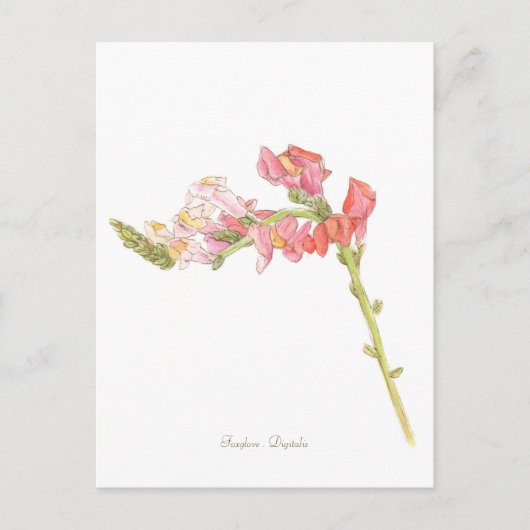 フォックスグローブ ポストカード (正面)