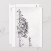 フォックスグローブ ポストカード (正面/裏面)