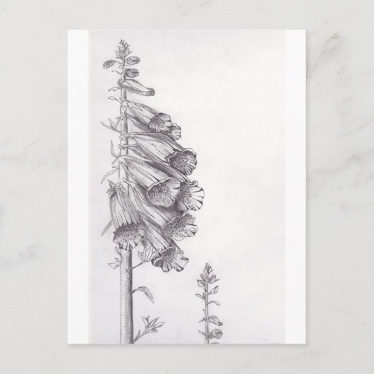 フォックスグローブ ポストカード (正面)