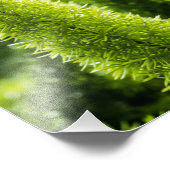 フォックステイルシダ フォトプリント            (角)