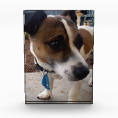 フォックステリアの犬の魅力, フォトブロック (正面)