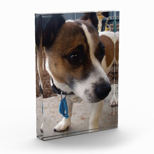 フォックステリアの犬の魅力, フォトブロック (左)