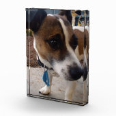 フォックステリアの犬の魅力, フォトブロック (右)