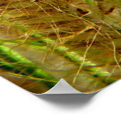 フォックステールグラスマクロ撮影写真 ポスター (角)