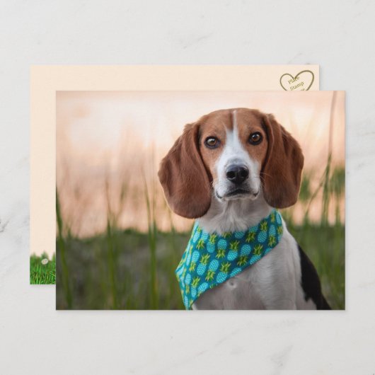 フォックスハウンド葉書 シーズンポストカード (正面/裏面)