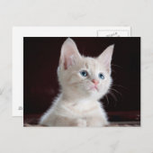 フォトカスタム ポストカード (正面/裏面)