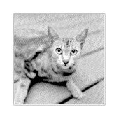 フォトキャットペットゴムのスタンプカスタマイズを追加する ラバースタンプ (インプリント)