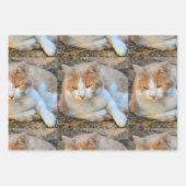 フォトギフトラップHAMbyWG ラッピングペーパーシート (正面3)