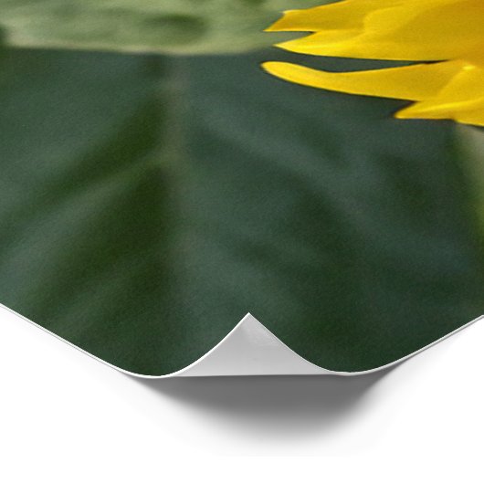 フォトグラファーのひまわりパーソナライズされた自然 ポスター (角)