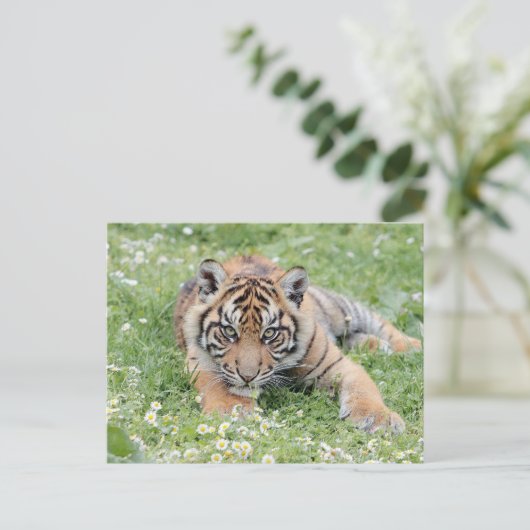 フォトタイガー、動物はがき ポストカード (スタンド正面)