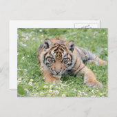 フォトタイガー、動物はがき ポストカード (正面/裏面)