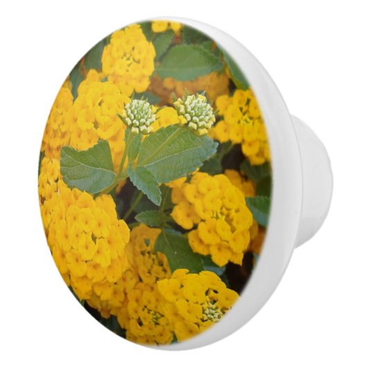 フォトブライトイエローランタナの花 セラミックノブ (右)